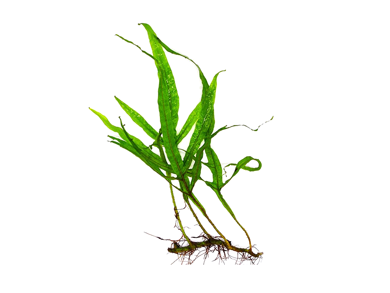 BUY 2 GET 1 FREE Java Fern Microsorum Pteropus Large Aquarium Plant