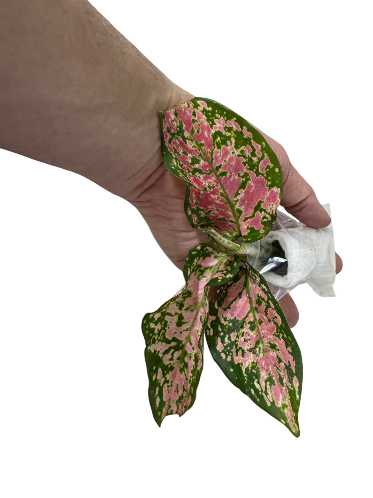 Aglaonema Queen Red Valentine Rooted Starter Plant