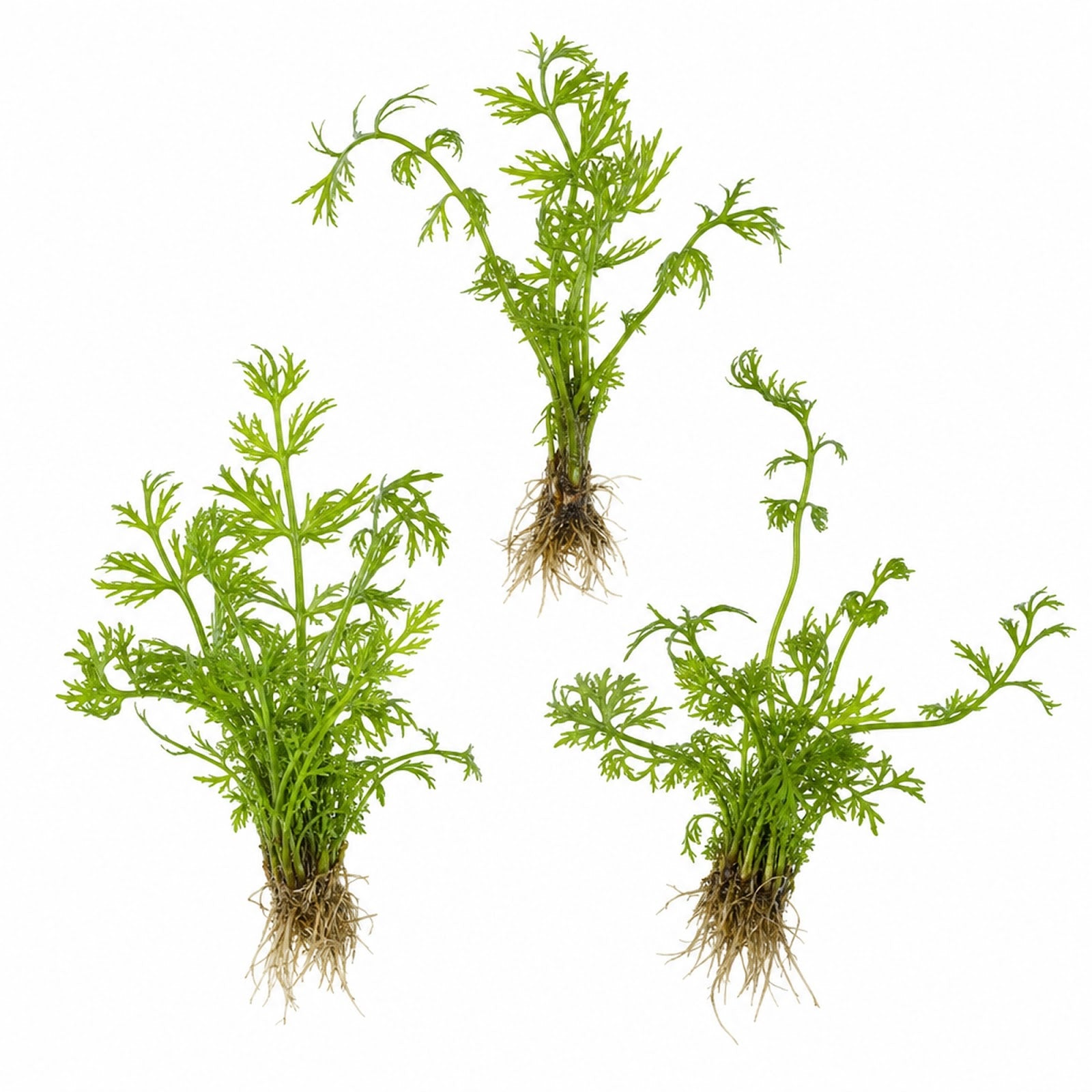 Water Sprite Lace Leaf Medium 3 Pack Live Aquarium Plants Freshwater Easy Care - Live aquarium plant from Canton Aquatics