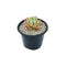 Echeveria Gray Red