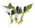 3 Anubias Aquatic Plants Bundle