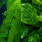 Live Aquarium Plants Bundle 6 Pack Beginner Freshwater Plants Low Light No CO2 - Complete Bundle Overview