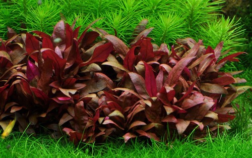 Tropica Alternanthera reineckii Live Aquarium Plant - Tissue Culture 1-2-Grow!
