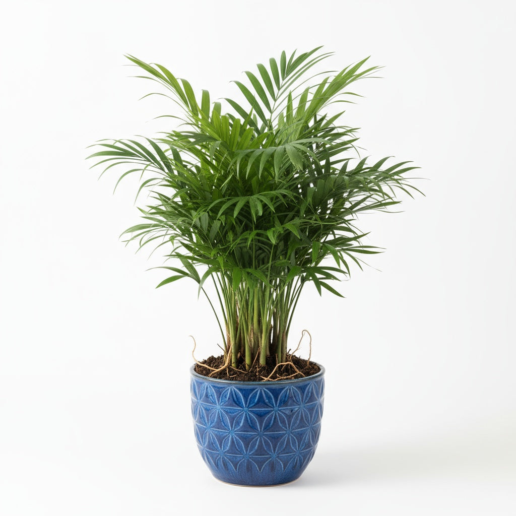 Bella Palm (Chamaedorea elegans)