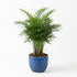 Bella Palm (Chamaedorea elegans)