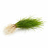 Micro Sword NarrowLeaf (Lilaeopsis Zelandiae) live plant specimen
