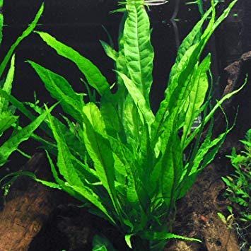Potted Live Aquarium Plants Bundle (6 Pots) size and color reference