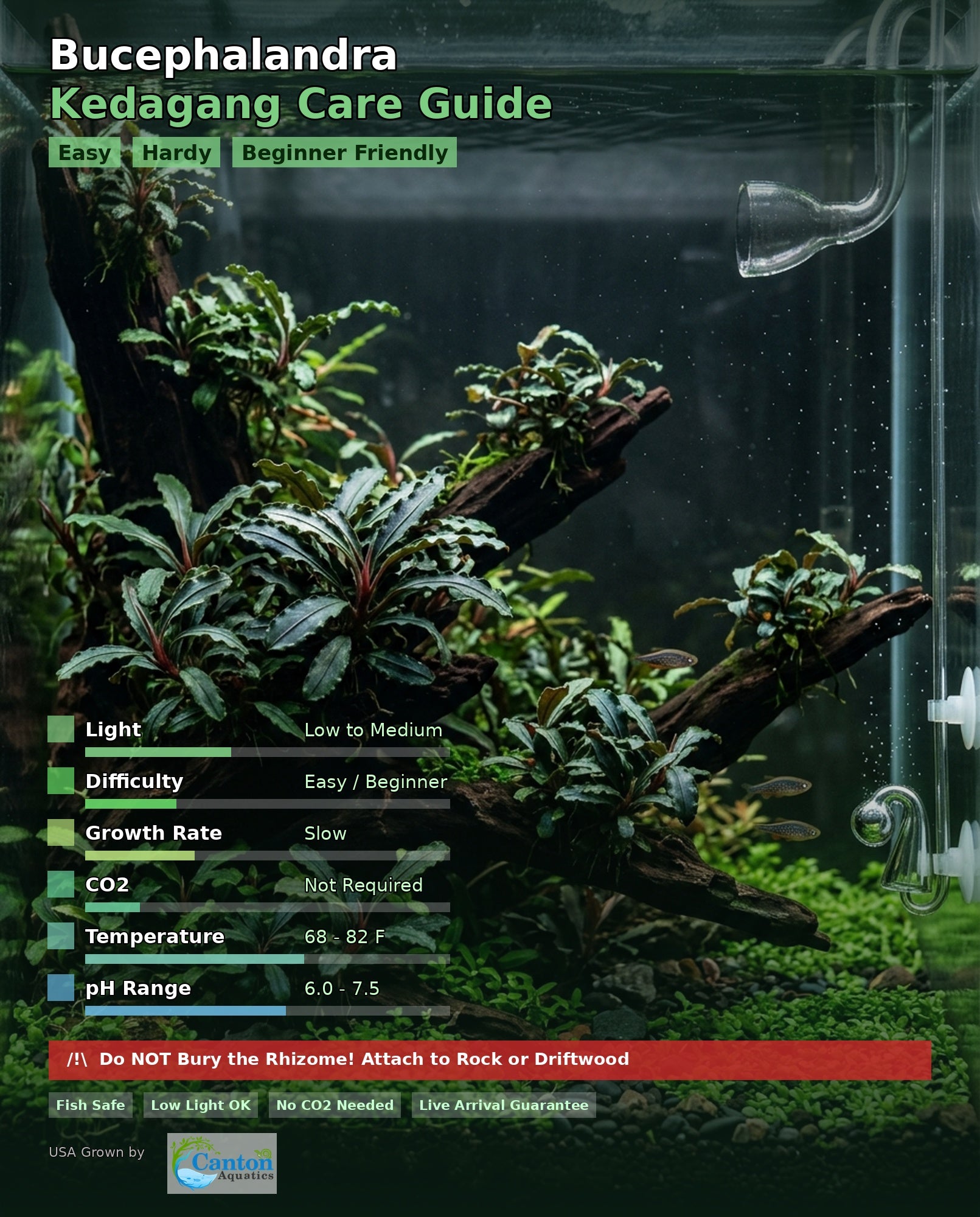 Bucephalandra Kedagang 52 - In Aquarium Setting