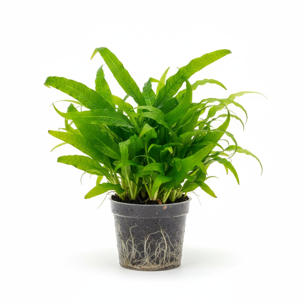 Jungle Valisnaria Asiatica Contortion Bunch submerged in planted aquarium