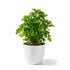 Florida Ruffle “Green Hedge” (Alternanthera sp.) size and color reference