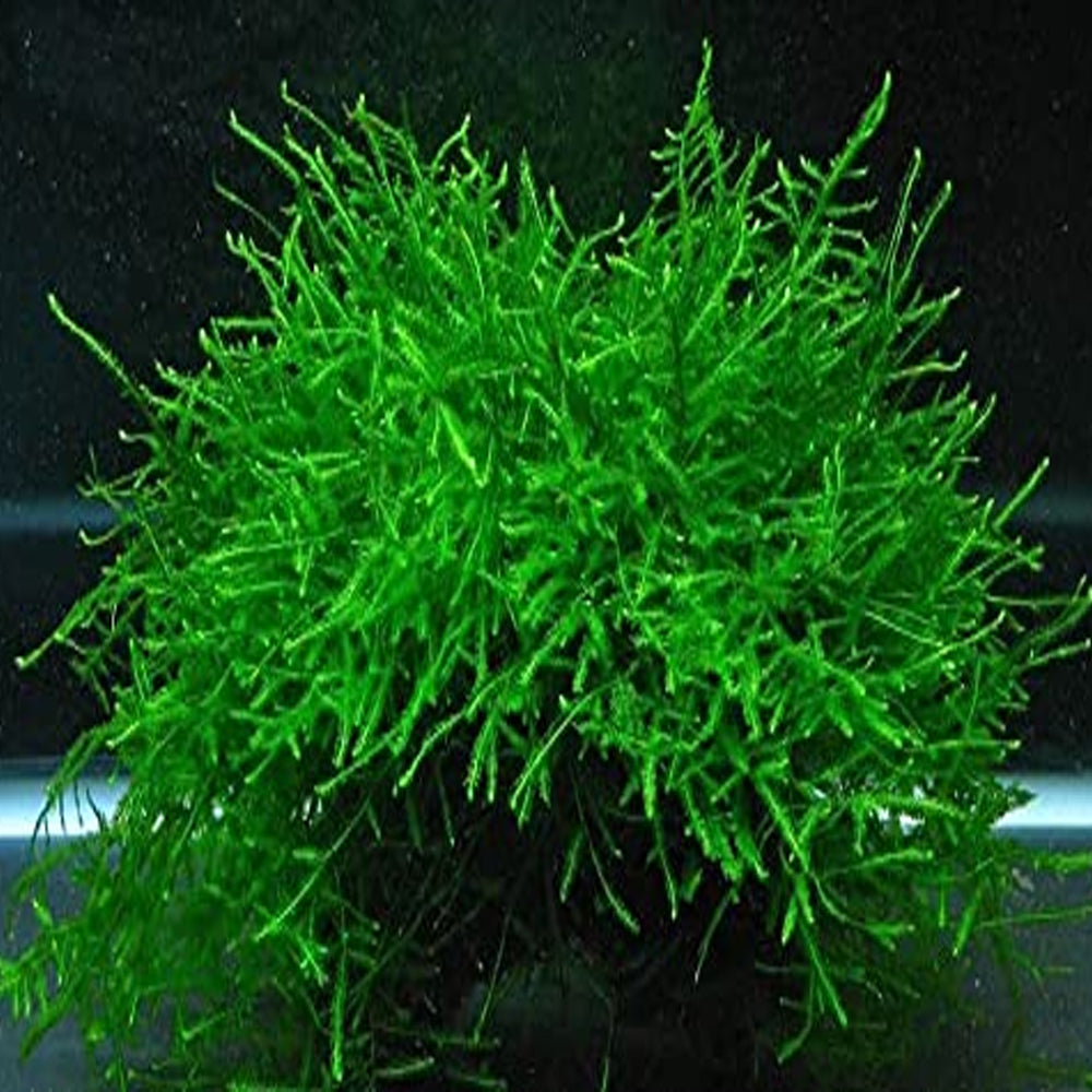 Java Moss "Taxiphyllum Barbieri" size and color reference