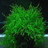 Java Moss "Taxiphyllum Barbieri" size and color reference