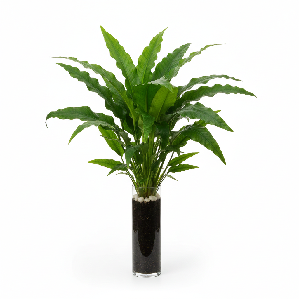Large Amazon Sword in Pot – Live Aquarium Plant | Easy Care, Lush Background, Freshwater