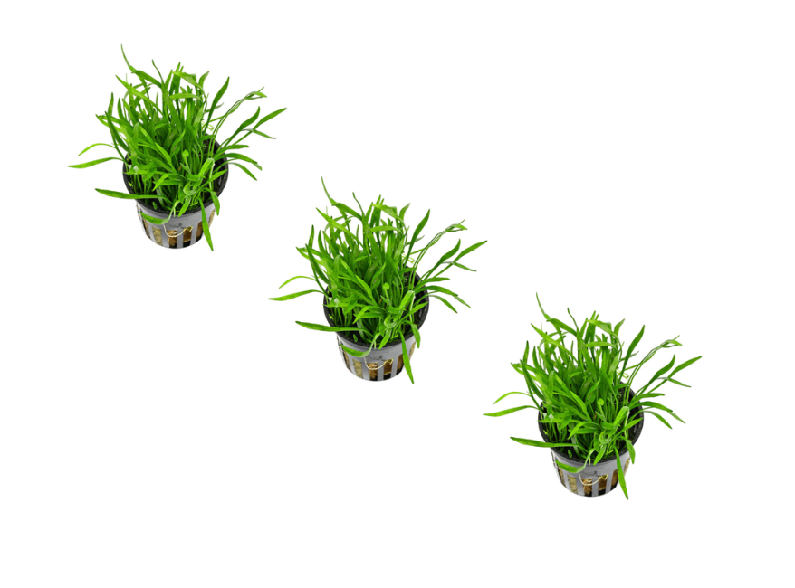Brazilian Micro Sword – Lilaeopsis brasiliensis (Bunch) Live Freshwater Aquarium Plant
