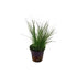 Aquarium Foreground Plant Bundle – 3 Pots for Beginners