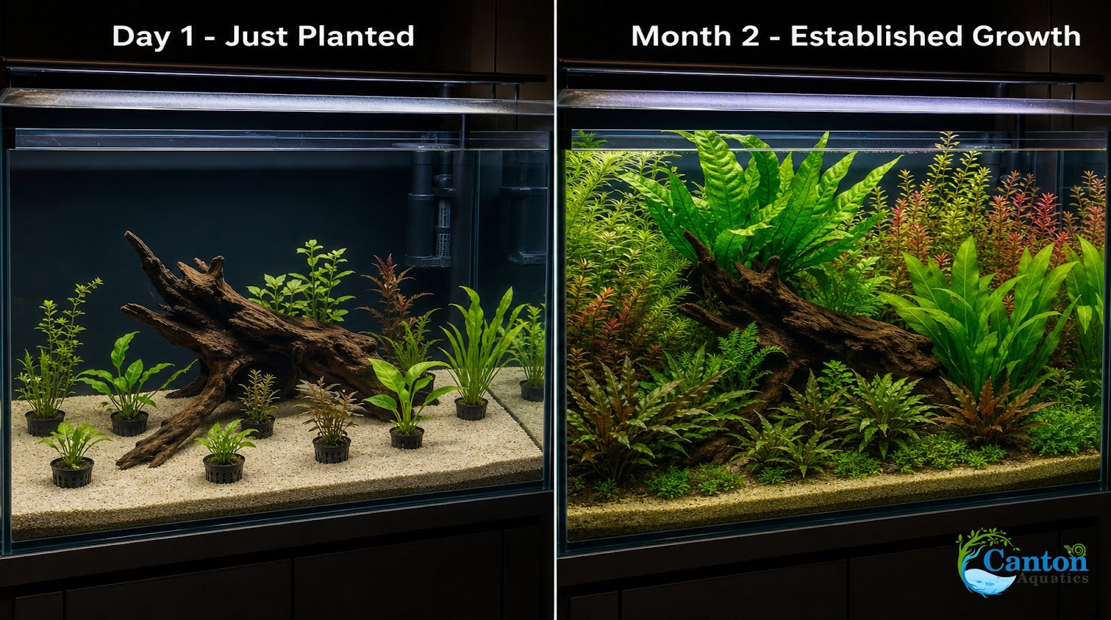 potted plants for aquarium Live Aquarium Plants Bundle 10 Assorted Potted Freshwater Fish Tank – Canton Aquatics
