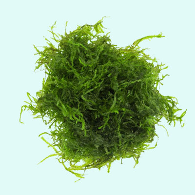 Flame Moss (Taxiphyllum 'Flame')