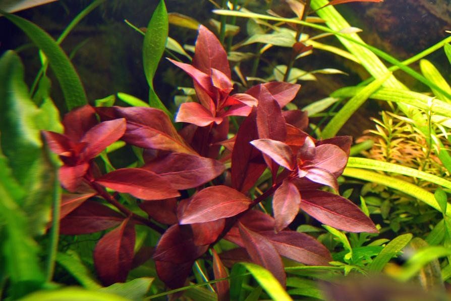 Ludwigia Repens Super Red Mini live plant specimen