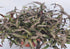 Dragon’s Tongue “Flame” (Hemigraphis repanda) – Live Terrarium & Paludarium Plant