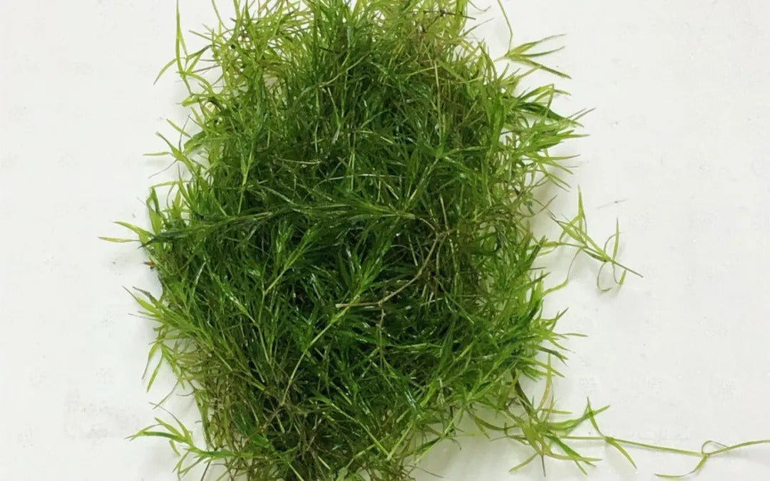 Guppy Grass Najas Guadalupens submerged in planted aquarium