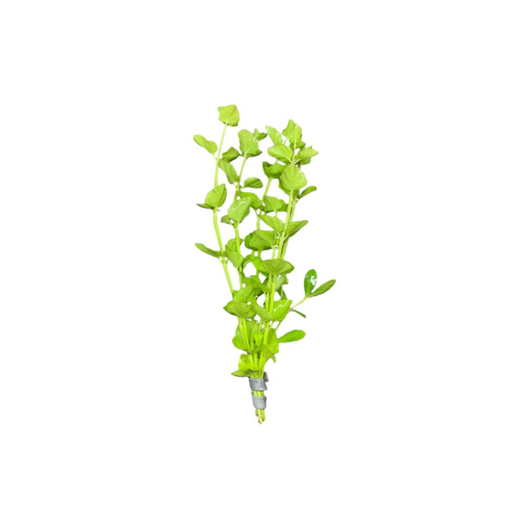 Mint Charlie (Micromeria brownei) close-up detail