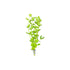 Mint Charlie (Micromeria brownei) close-up detail