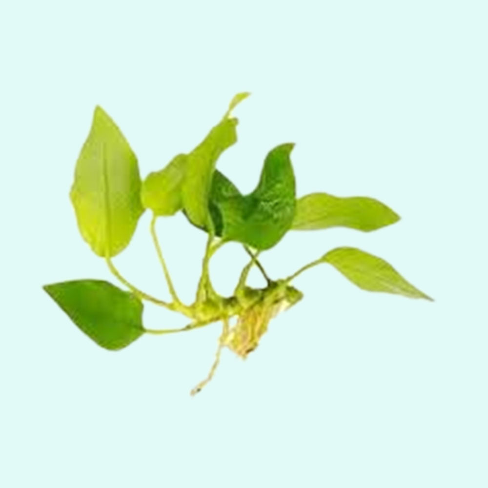 Anubias Barteri Nana (Golden) healthy growth example