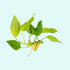 Anubias Barteri Nana (Golden) healthy growth example