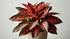 Aglaonema Queen Red Valentine