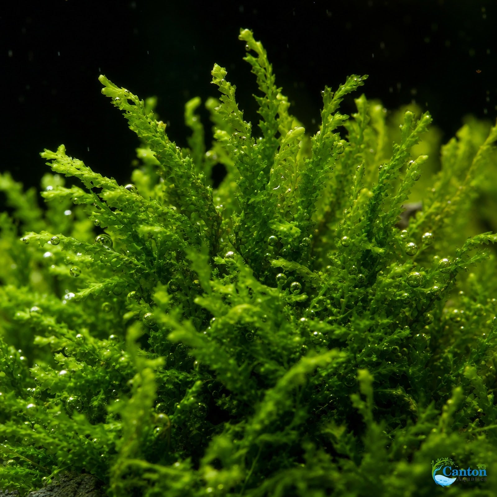 Flame Moss Live Aquarium Plant 3 Pack 4oz Freshwater Moss for Fish Tank from Canton Aquatics