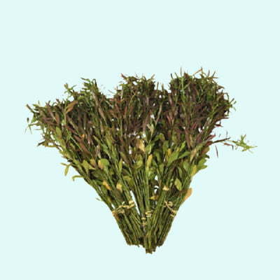 Needle Leaf Ludwigia (Arcuata)