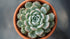 Echeveria Prolifica Succulent
