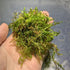 Live Java Moss "Taxiphyllum Barbieri" aquarium plant