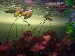 Red Tiger Lotus Lily (Nymphaea Zenderi)