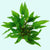 Cryptocoryne Wendtii Green