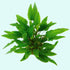 Cryptocoryne Wendtii Green