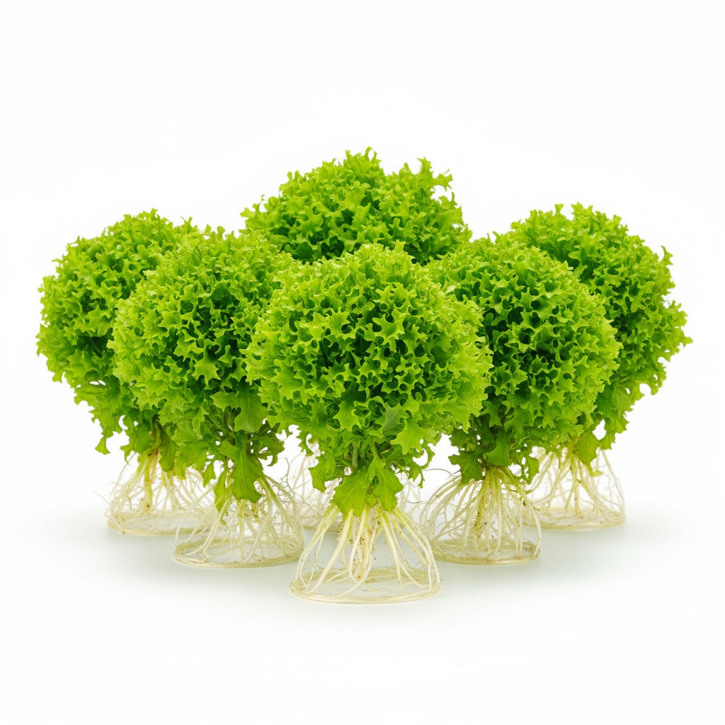 Florida Ruffle “Green Hedge” (Alternanthera sp.) aquatic plant for planted tank