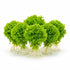 Florida Ruffle “Green Hedge” (Alternanthera sp.) aquatic plant for planted tank