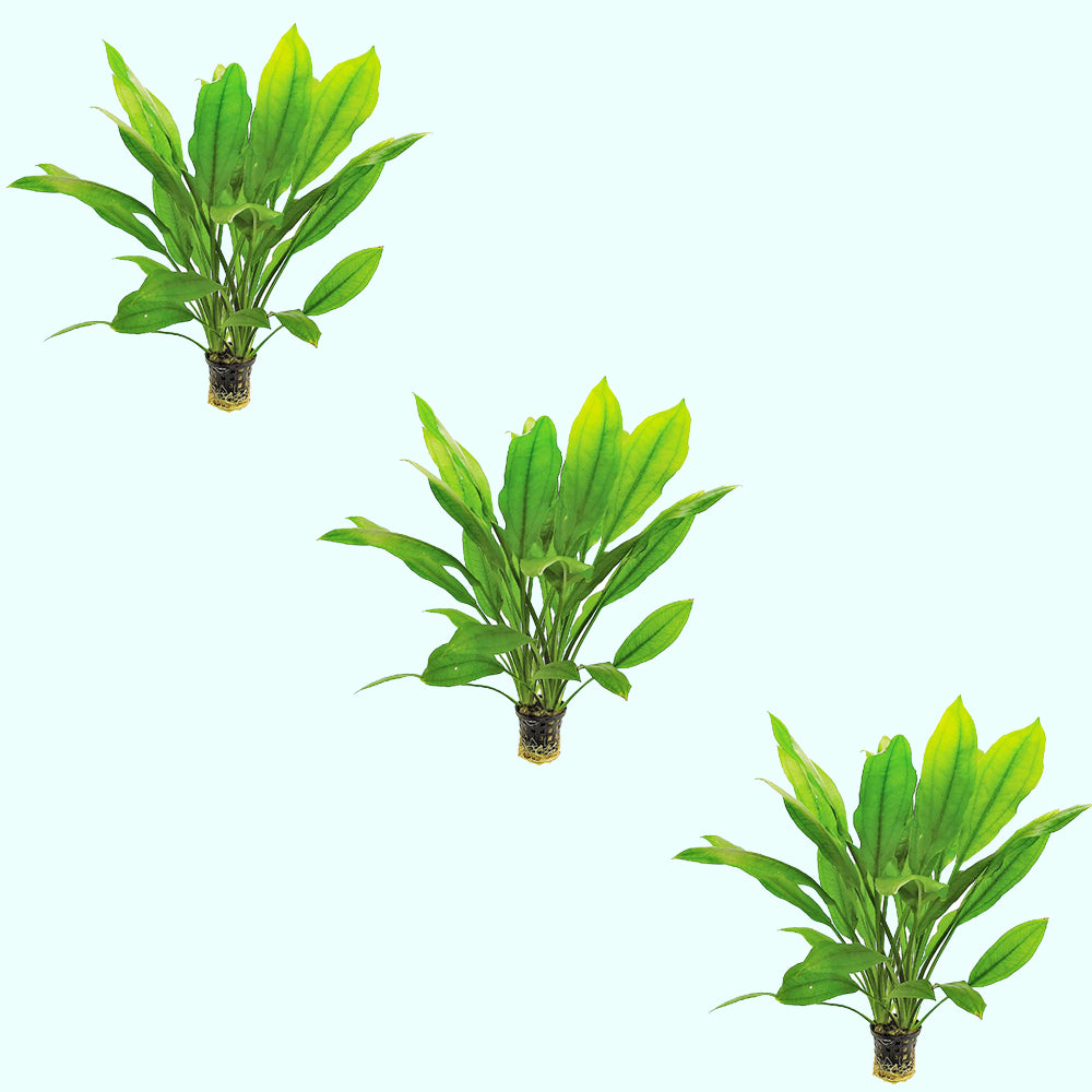 Amazon Sword Echinodorus Bleheri - Additional angle 2