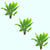 Amazon Sword Echinodorus Bleheri - Additional angle 2