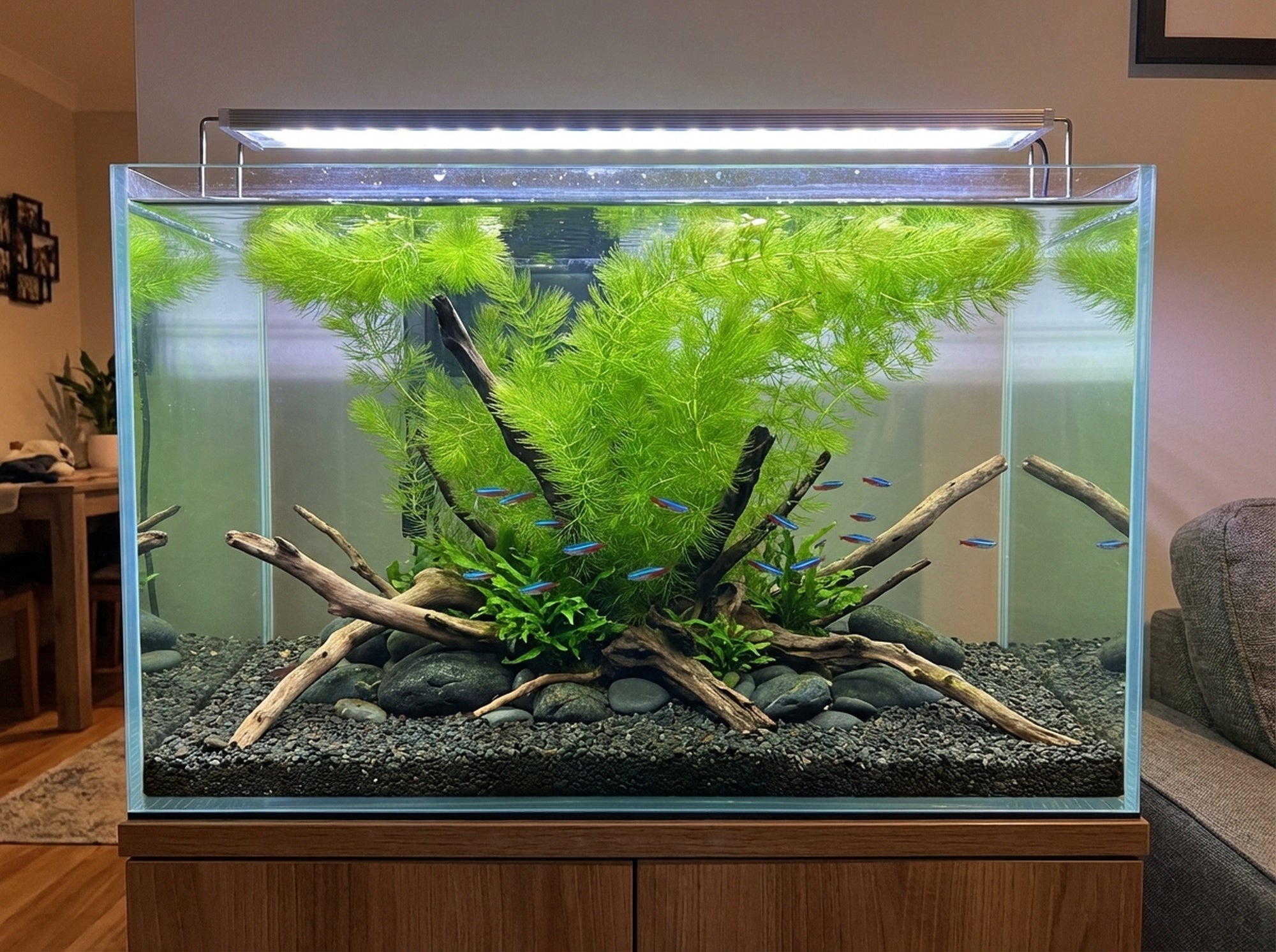 Hornwort Bunch in freshwater aquarium