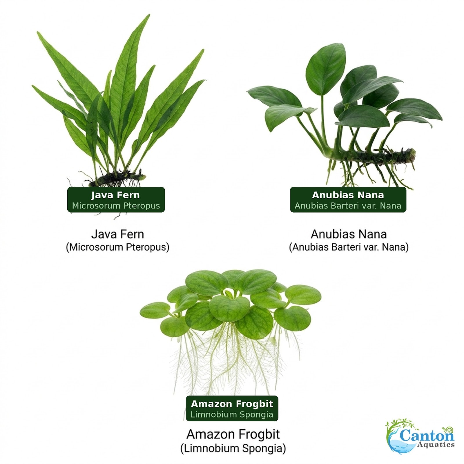 Java Fern & Anubias Nana (Microsorum Pteropus, Anubias Barteri) submerged in planted aquarium