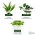 Java Fern & Anubias Nana (Microsorum Pteropus, Anubias Barteri) submerged in planted aquarium