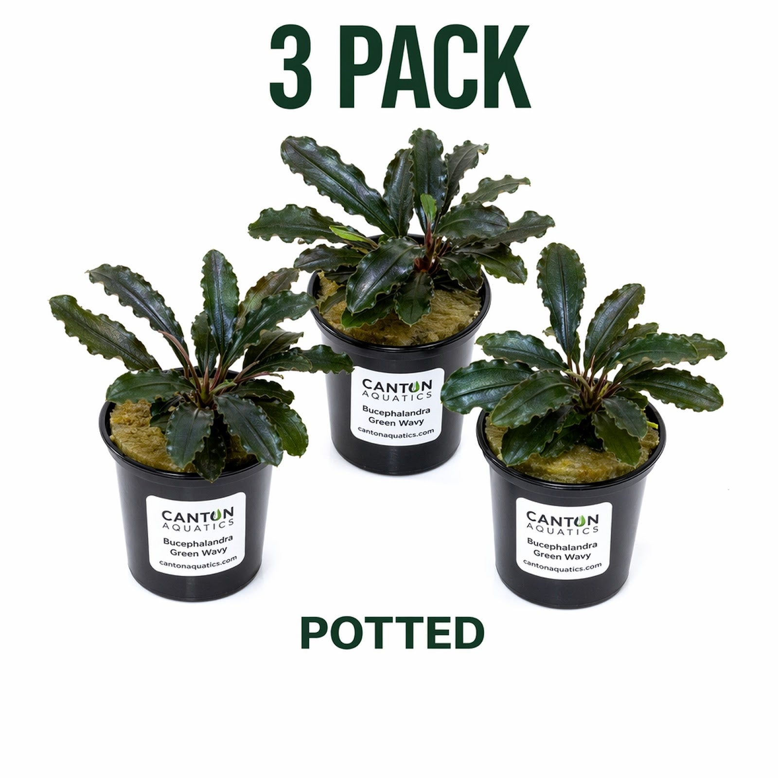 Bucephalandra Mix Green Wavy Plant - Ideal Aquarium Plants - Adorn Your Aquarium with The Graceful Charm - Eye Catching Focal Point - Vibrant Green Color - Low Maintenance Plant - Image 13