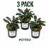 Bucephalandra Mix Green Wavy Plant - Ideal Aquarium Plants - Adorn Your Aquarium with The Graceful Charm - Eye Catching Focal Point - Vibrant Green Color - Low Maintenance Plant - Image 13