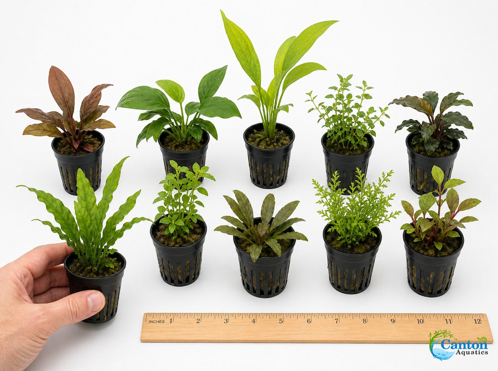 Variety of potted aquarium plants included in the 10-plant bundle