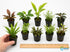 Variety of potted aquarium plants included in the 10-plant bundle