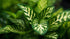 Hygrophilla Corymbosa "Varigated" Marble Temple Plant