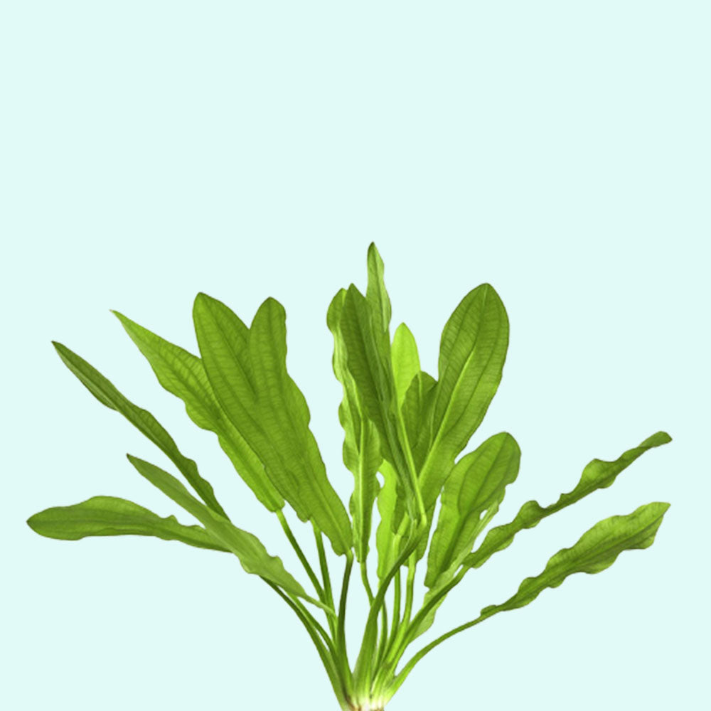 Ruffled Amazon Sword Echinodorus Martii aquascaping plant