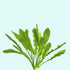 Ruffled Amazon Sword Echinodorus Martii aquascaping plant